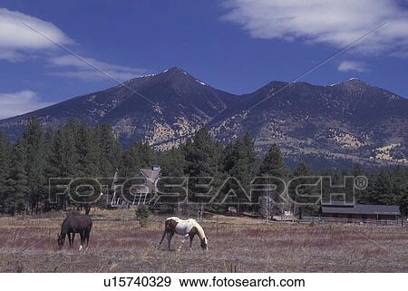 Flagstaff, AZ, Arizona, Humphreys Peak, highest in Arizona, horses grazing View Large Photo Image Stock Photo - Flagstaff, AZ, Arizona, Humphreys Peak, highest in Arizona, horses grazing. Fotosearch