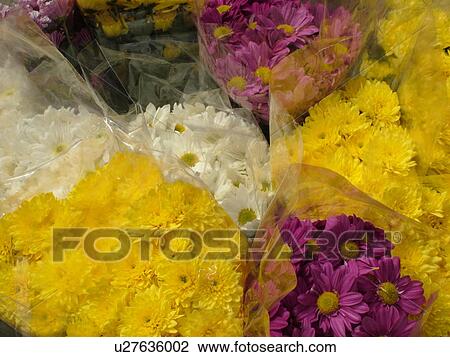 flowers, Tuscany, Italy, Buonconvento, Toscana, Europe, Bouquet of flowers for sale outdoor market in the village of Buonconvento. View Large Photo Image Stock Image - flowers, Tuscany, Italy, Buonconvento, Toscana, Europe, Bouquet of flowers for sale outdoor market in the village of Buonconvento.. Fotosearch