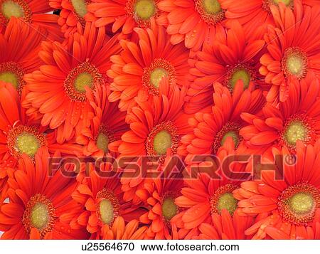 Stock Image -  flowers, Tuscany, Italy, Pistoia, Toscana, Europe, Bouquet of flowers for sale.. Fotosearch
