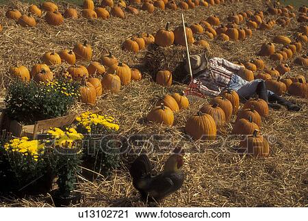 GA, Georgia, Fall decorations in North Georgia, pumpkins, scarecrow, rooster View Large Photo Image Stock Image - GA, Georgia, Fall decorations in North Georgia, pumpkins, scarecrow, rooster. Fotosearch