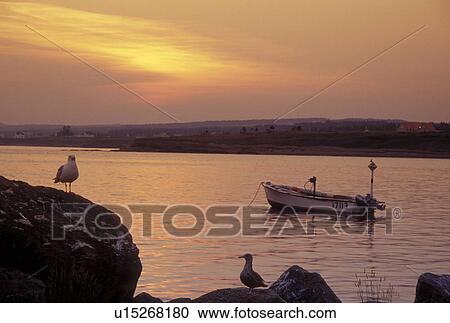 Stock Image -  Gaspe Peninsula, Quebec, Canada, Gulf of St. Lawrence, Sea gulls perched on rocks along the Gulf of St. Lawrence in Belle-Anse at sunset on the Gaspe Peninsula.. Fotosearch