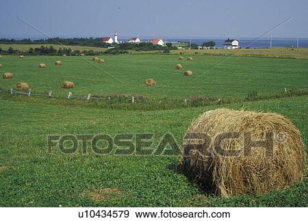 Gaspe Peninsula, Quebec, Sainte-Madelaine-de-la-Riviere-Madelaine, Canada, Gulf of St. Lawrence, Field of hay bales on Cap Madelaine with Cap Madelaine lighthouse in the distance on the Gaspe Peninsula on the St. Lawrence River in Quebec. View Large Photo Image Stock Photo - Gaspe Peninsula, Quebec, Sainte-Madelaine-de-la-Riviere-Madelaine, Canada, Gulf of St. Lawrence, Field of hay bales on Cap Madelaine with Cap Madelaine lighthouse in the distance on the Gaspe Peninsula on the St. Lawrence River in Quebec.. Fotosearch