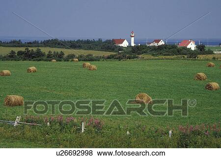 Stock Photo -  Gaspe Peninsula, Quebec, Sainte-Madelaine-de-la-Riviere-Madelaine, Canada, Gulf of St. Lawrence, Field of hay bales on Cap Madelaine with Cap Madelaine lighthouse in the distance on the Gaspe Peninsula on the St. Lawrence River in Quebec.. Fotosearch