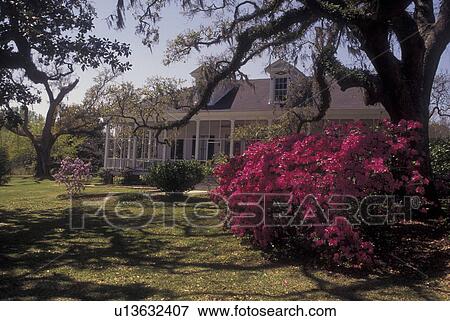 Gautier, MS, Mississippi, House in the spring with azaleas View Large Photo Image Stock Photo - Gautier, MS, Mississippi, House in the spring with azaleas. Fotosearch