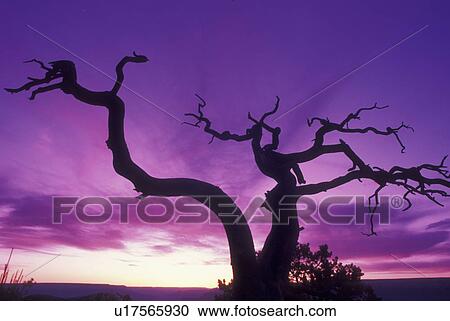 Grand Canyon National Park, AZ, Arizona, South Rim, Silhouette of tree at sunset View Large Photo Image Stock Image - Grand Canyon National Park, AZ, Arizona, South Rim, Silhouette of tree at sunset. Fotosearch