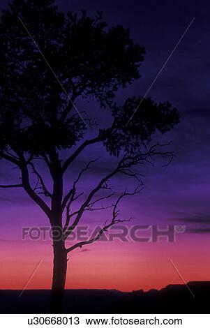 Grand Canyon National Park, AZ, Arizona, South Rim, Silhouette of tree at sunset View Large Photo Image Stock Image - Grand Canyon National Park, AZ, Arizona, South Rim, Silhouette of tree at sunset. Fotosearch