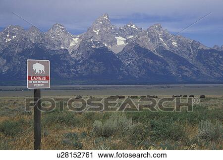 Stock Image -  Grand Teton National Park, Jackson Hole, WY, Wyoming, bison (buffalo) herd. Fotosearch