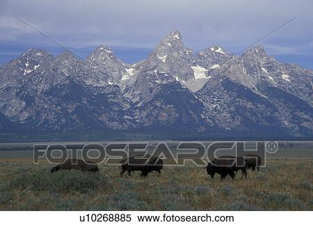 Stock Photography -  Grand Teton National Park, Jackson Hole, WY, Wyoming, bison (buffalo) herd. Fotosearch