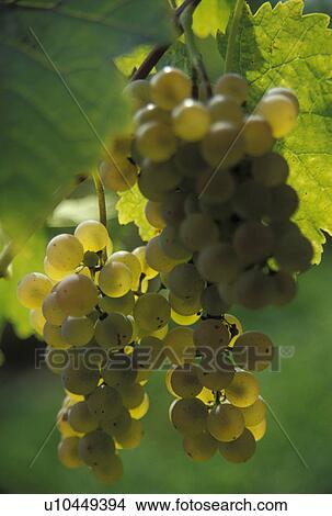 Picture -  grapes, Finger Lakes, NY, New York, Close-up of white grapes growing on a vine in the wine growing region of the Finger Lakes.. Fotosearch