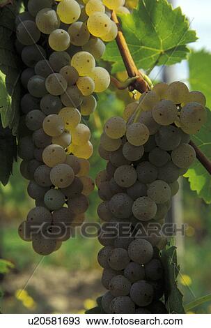 grapes, Finger Lakes, NY, New York, Close-up of white grapes growing on a vine in the wine growing region of the Finger Lakes. View Large Photo Image Stock Image - grapes, Finger Lakes, NY, New York, Close-up of white grapes growing on a vine in the wine growing region of the Finger Lakes.. Fotosearch