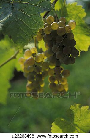 grapes, Finger Lakes, NY, New York, Close-up of white grapes growing on a vine in the wine growing region of the Finger Lakes. View Large Photo Image Stock Photo - grapes, Finger Lakes, NY, New York, Close-up of white grapes growing on a vine in the wine growing region of the Finger Lakes.. Fotosearch