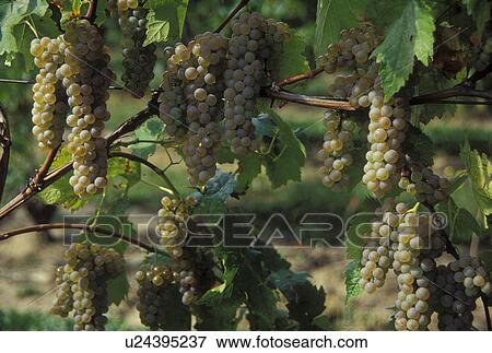 grapes, Finger Lakes, NY, New York, Close-up of white grapes growing on a vine in the wine growing region of the Finger Lakes. View Large Photo Image Stock Photo - grapes, Finger Lakes, NY, New York, Close-up of white grapes growing on a vine in the wine growing region of the Finger Lakes.. Fotosearch