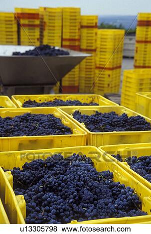 grapes, NY, Finger Lakes, New York, Red grapes in yellow crates waiting for processing during the wine harvest at Lamoreaux Landing Wine Cellars in the wine growing region of the Finger Lakes. View Large Photo Image Stock Photo - grapes, NY, Finger Lakes, New York, Red grapes in yellow crates waiting for processing during the wine harvest at Lamoreaux Landing Wine Cellars in the wine growing region of the Finger Lakes.. Fotosearch