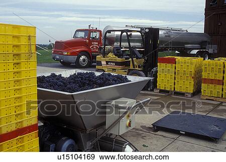 Stock Photo -  grapes, NY, Finger Lakes, New York, Red grapes waiting for processing during the wine harvest at Lamoreaux Landing Wine Cellars in the wine growing region of the Finger Lakes.. Fotosearch