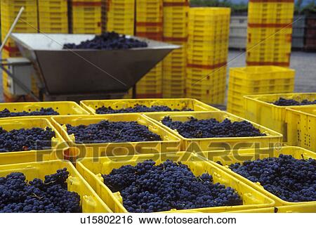 grapes, NY, Finger Lakes, New York, Red grapes in yellow crates waiting for processing during the wine harvest at Lamoreaux Landing Wine Cellars in the wine growing region of the Finger Lakes. View Large Photo Image Stock Photograph - grapes, NY, Finger Lakes, New York, Red grapes in yellow crates waiting for processing during the wine harvest at Lamoreaux Landing Wine Cellars in the wine growing region of the Finger Lakes.. Fotosearch