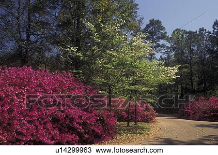 Stock Image -  Gulf Islands National Seashore, MS, Mississippi, Gulf of Mexico, Ocean Springs, azaleas. Fotosearch