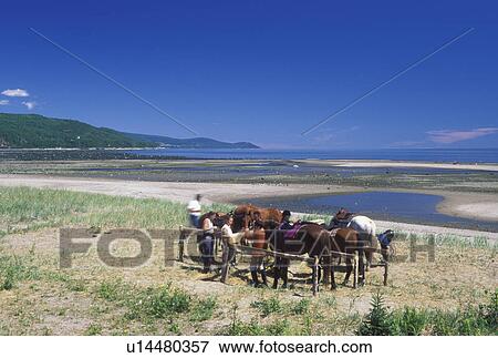 Horseback riding, St. Lawrence River, Canada, Quebec, Horseback riding along the St. Lawrence River (Fleuve Saint-Laurent) in Saint Irene. View Large Photo Image Stock Photo - Horseback riding, St. Lawrence River, Canada, Quebec, Horseback riding along the St. Lawrence River (Fleuve Saint-Laurent) in Saint Irene.. Fotosearch