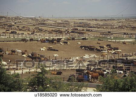 Ingalls, KS, Kansas, stockyard, beef feedyard, cows, farming View Large Photo Image Stock Image - Ingalls, KS, Kansas, stockyard, beef feedyard, cows, farming. Fotosearch