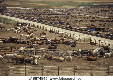 Ingalls, KS, Kansas, stockyard, beef feedyard, cows, farming View Large Photo Image Stock Photography - Ingalls, KS, Kansas, stockyard, beef feedyard, cows, farming. Fotosearch