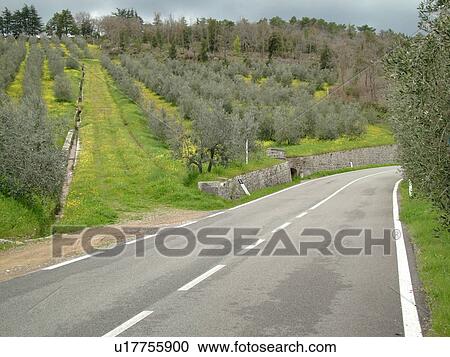 Stock Image -  Italy, Tuscany, Chianti, Toscana, Europe, Olive groves along the road in Chianti.. Fotosearch