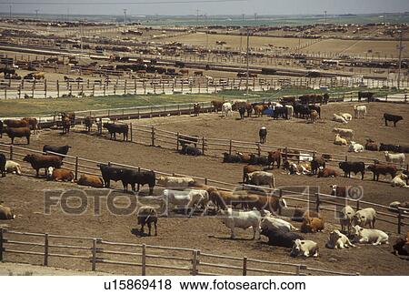 Stock Photo -  KS, Kansas, Ingalls, stockyard, beef feedyard, cows, farming. Fotosearch