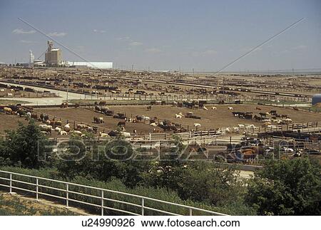 KS, Kansas, Ingalls, stockyard, beef feedyard, cows, farming View Large Photo Image Stock Photograph - KS, Kansas, Ingalls, stockyard, beef feedyard, cows, farming. Fotosearch