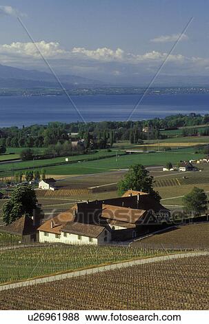 La Cote, Switzerland, Vaud, Rolle, Lake Geneva, Vaud, Europe, Scenic view of the countryside covered with vineyards and the village of Rolle in the spring along Lac Leman in the Canton of Vaud. View Large Photo Image Stock Photo - La Cote, Switzerland, Vaud, Rolle, Lake Geneva, Vaud, Europe, Scenic view of the countryside covered with vineyards and the village of Rolle in the spring along Lac Leman in the Canton of Vaud. . Fotosearch