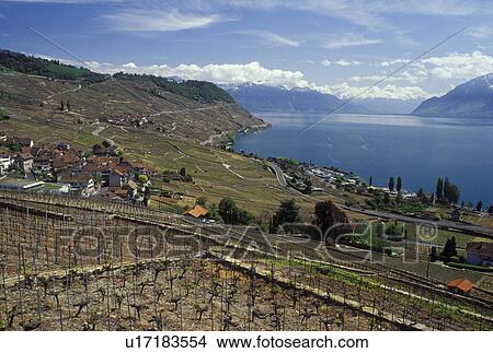 Lavaux, Switzerland, Vaud, Alps, Lake Geneva, Europe, Picturesque village of Riex surrounded by vineyards along the lakeshore of Lac Leman in the spring in the Canton of Vaud. Scenic view of the Alps across Lake Geneva. View Large Photo Image Picture - Lavaux, Switzerland, Vaud, Alps, Lake Geneva, Europe, Picturesque village of Riex surrounded by vineyards along the lakeshore of Lac Leman in the spring in the Canton of Vaud. Scenic view of the Alps across Lake Geneva.. Fotosearch