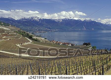 Stock Image -  Lavaux, Switzerland, Vaud, Lake Geneva, Alps, Europe, Scenic view of the village of Rivaz surrounded by vineyards and the Alps along the lakeshore of Lac Leman in the spring in the Canton of Vaud.. Fotosearch