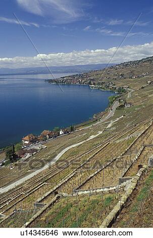 Lavaux, Switzerland, Vaud, Lake Geneva, Europe, Scenic view of a village surrounded by vineyards along the lakeshore of Lac Leman in the spring in the Canton of Vaud. View Large Photo Image Stock Photograph - Lavaux, Switzerland, Vaud, Lake Geneva, Europe, Scenic view of a village surrounded by vineyards along the lakeshore of Lac Leman in the spring in the Canton of Vaud.. Fotosearch