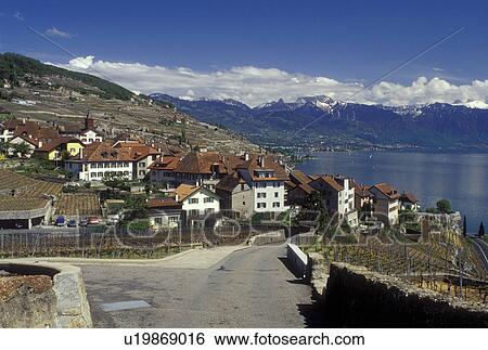 Lavaux, Switzerland, Vaud, Lake Geneva, Alps, Europe, Narrow road leads down to the picturesque village of Rivaz surrounded by vineyards along the lakeshore of Lac Leman in the spring in the Canton of Vaud. Scenic view of the Alps across Lake Geneva. View Large Photo Image Stock Photograph - Lavaux, Switzerland, Vaud, Lake Geneva, Alps, Europe, Narrow road leads down to the picturesque village of Rivaz surrounded by vineyards along the lakeshore of Lac Leman in the spring in the Canton of Vaud. Scenic view of the Alps across Lake Geneva.. Fotosearch