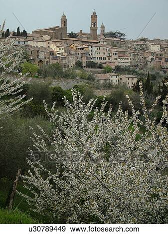 Stock Photo -  Montalcino, Toscana, Tuscany, Italy, Europe, View of the medieval hilltown of Montalcino in Tuscany in the spring.. Fotosearch