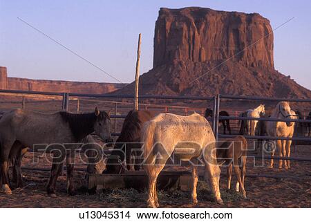 Monument Valley Navajo Tribal Park, AZ, Arizona, Mitchel Butte, horses in corral View Large Photo Image Picture - Monument Valley Navajo Tribal Park, AZ, Arizona, Mitchel Butte, horses in corral. Fotosearch