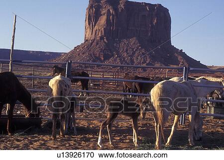 Monument Valley Navajo Tribal Park, AZ, Arizona, Mitchel Butte, horses in corral View Large Photo Image Stock Image - Monument Valley Navajo Tribal Park, AZ, Arizona, Mitchel Butte, horses in corral. Fotosearch