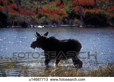 Stock Image -  Moose, ME, Maine, Baxter State Park, Young Bull Moose in the water in Baxter State Park in the fall. . Fotosearch
