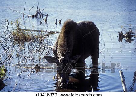 Stock Photo -  Moose, ME, Maine, Baxter State Park, Young Female Moose in the water in Baxter State Park in the fall. . Fotosearch