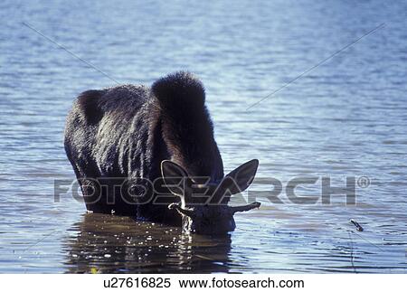 Moose, ME, Maine, Baxter State Park, Young Bull Moose in the water in Baxter State Park in the fall. View Large Photo Image Stock Photography - Moose, ME, Maine, Baxter State Park, Young Bull Moose in the water in Baxter State Park in the fall. . Fotosearch