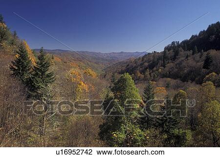 NC, North Carolina, Great Smoky Mountains National Park, fall View Large Photo Image Stock Image - NC, North Carolina, Great Smoky Mountains National Park, fall. Fotosearch