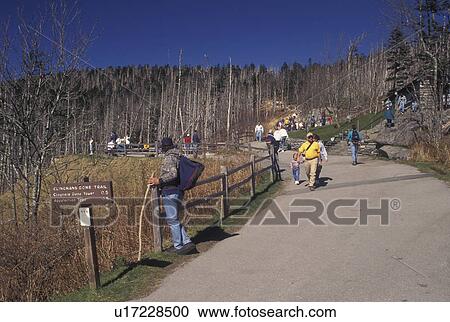 Stock Image -  NC, North Carolina, Great Smoky Mountains National Park, Clingmans Dome Trail, Acid Rain Forest. Fotosearch
