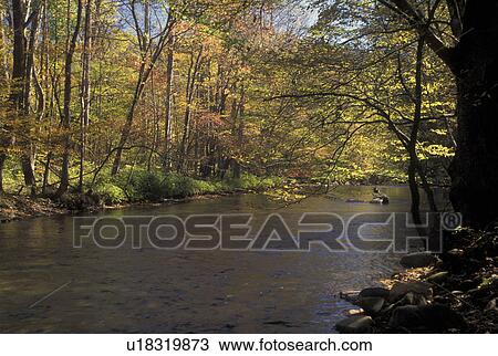Stock Image -  NC, North Carolina, Great Smoky Mountains National Park, Oconaluftee River, fall. Fotosearch