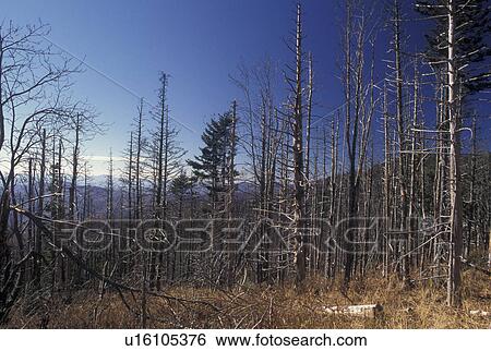 NC, North Carolina, Great Smoky Mountains National Park, Acid Rain Forest View Large Photo Image Stock Photograph - NC, North Carolina, Great Smoky Mountains National Park, Acid Rain Forest. Fotosearch
