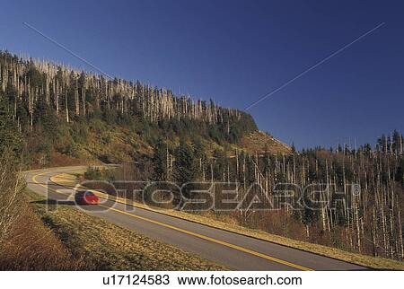 NC, North Carolina, Highest elevation on the Blue Ridge Parkway (6053 feet), mountains, fall, acid rain damage to trees along road View Large Photo Image Stock Image - NC, North Carolina, Highest elevation on the Blue Ridge Parkway (6053 feet), mountains, fall, acid rain damage to trees along road. Fotosearch