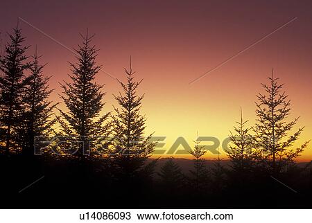 NC, North Carolina, Pisgah National Forest, silhouette of trees, sunrise, mountains View Large Photo Image Stock Image - NC, North Carolina, Pisgah National Forest, silhouette of trees, sunrise, mountains. Fotosearch