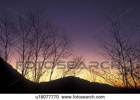 NC, North Carolina, Pisgah National Forest, silhouette of trees, sunrise, mountains View Large Photo Image Stock Image - NC, North Carolina, Pisgah National Forest, silhouette of trees, sunrise, mountains. Fotosearch