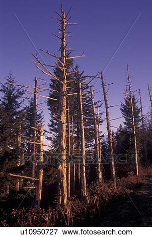 Stock Photo -  NC, North Carolina, Pisgah National Forest, Acid Rain Forest, mountains. Fotosearch