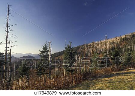 NC, North Carolina, Pisgah National Forest, mountains, fall View Large Photo Image Stock Photo - NC, North Carolina, Pisgah National Forest, mountains, fall. Fotosearch
