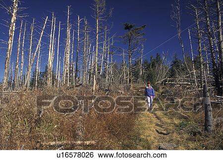 NC, North Carolina, Pisgah National Forest, Woman hiking through Acid Rain Forest, mountains View Large Photo Image Stock Photograph - NC, North Carolina, Pisgah National Forest, Woman hiking through Acid Rain Forest, mountains. Fotosearch