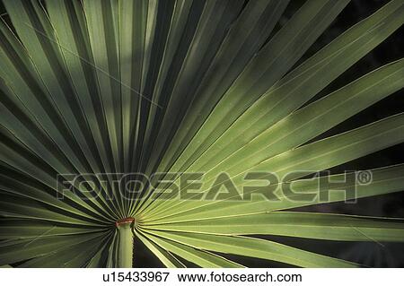 Palmetto leaves, Cumberland Island National Seashore, GA, Golden Isles, barrier island, Georgia View Large Photo Image Stock Photo - Palmetto leaves, Cumberland Island National Seashore, GA, Golden Isles, barrier island, Georgia. Fotosearch