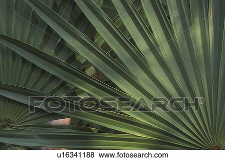 Palmetto leaves, Cumberland Island National Seashore, GA, Golden Isles, barrier island, Georgia View Large Photo Image Stock Photo - Palmetto leaves, Cumberland Island National Seashore, GA, Golden Isles, barrier island, Georgia. Fotosearch