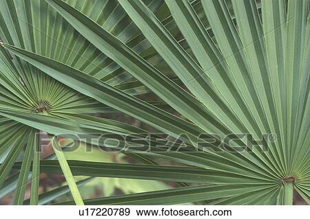 Palmetto leaves, Cumberland Island National Seashore, GA, Golden Isles, barrier island, Georgia View Large Photo Image Stock Photo - Palmetto leaves, Cumberland Island National Seashore, GA, Golden Isles, barrier island, Georgia. Fotosearch